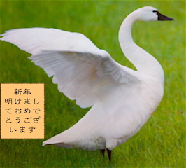 新年／鳥.jpg